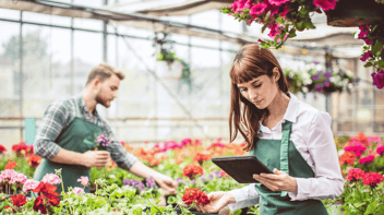 Two people wearing green aprons work among colorful flowering plants in a greenhouse, with one holding a tablet while examining a bloom and another tending plants in the background.
