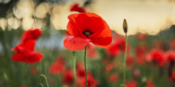 red poppies in a field 