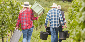 agricultural workers in plaid shirts walking together in a crop