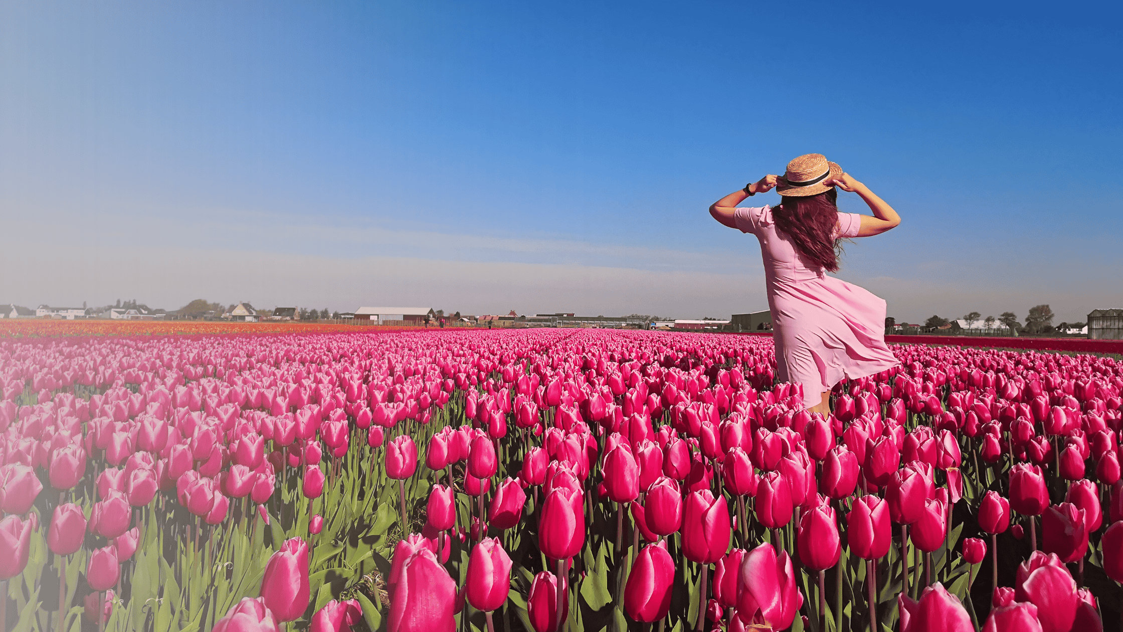 Woman in a dress standing in a wide field of pink tulips under a clear blue sky, with distant farm buildings.